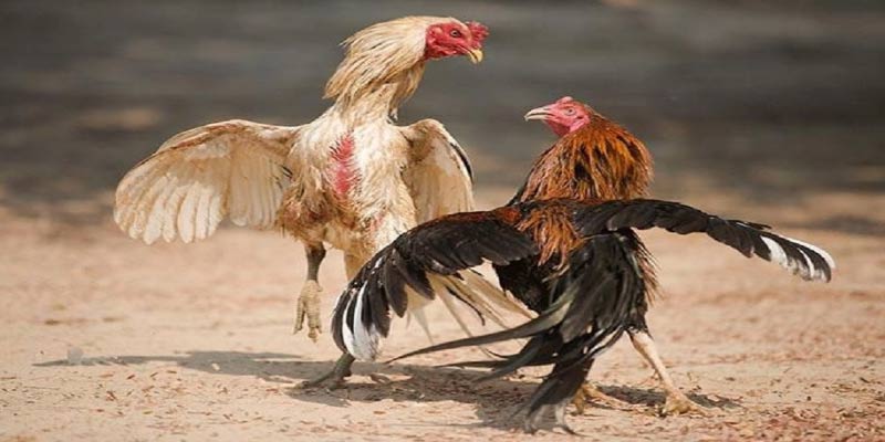 Đá gà cựa sắt - Một Cuộc Chiến Không Chỉ Là Trận Đấu