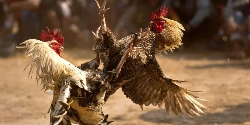 Khám phá Đá gà Campuchia: Nét đẹp văn hóa độc đáo